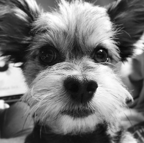 Picture of a Yorkie Dog in Black and White